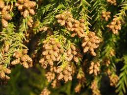 hayfever