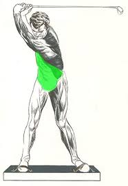 muscles