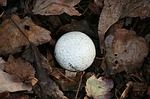 golfball-65646_150