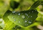 green-143527_150