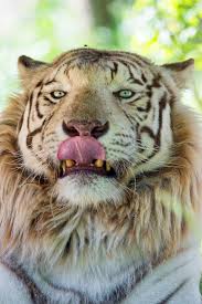 tiger_tongue